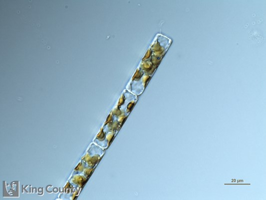 Guinardia delicatula